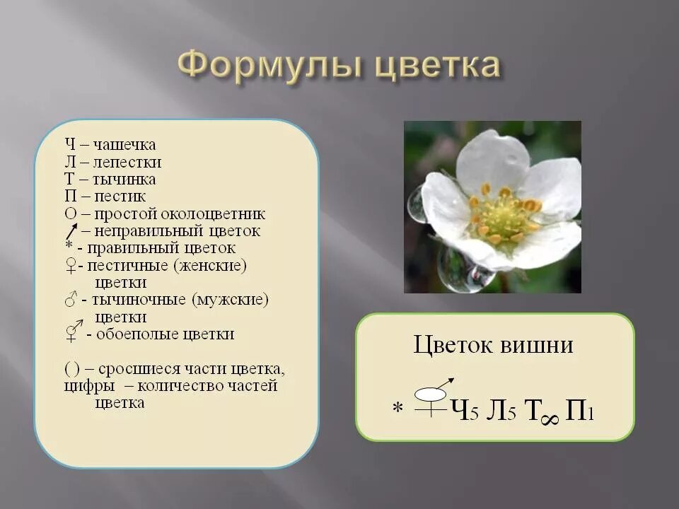 Значение в области какой ботанической. Формула цветка 5 класс биология. Формула цветка ч5 л5 т8 п8. Формула строения цветка. Как определить формулу цветка.