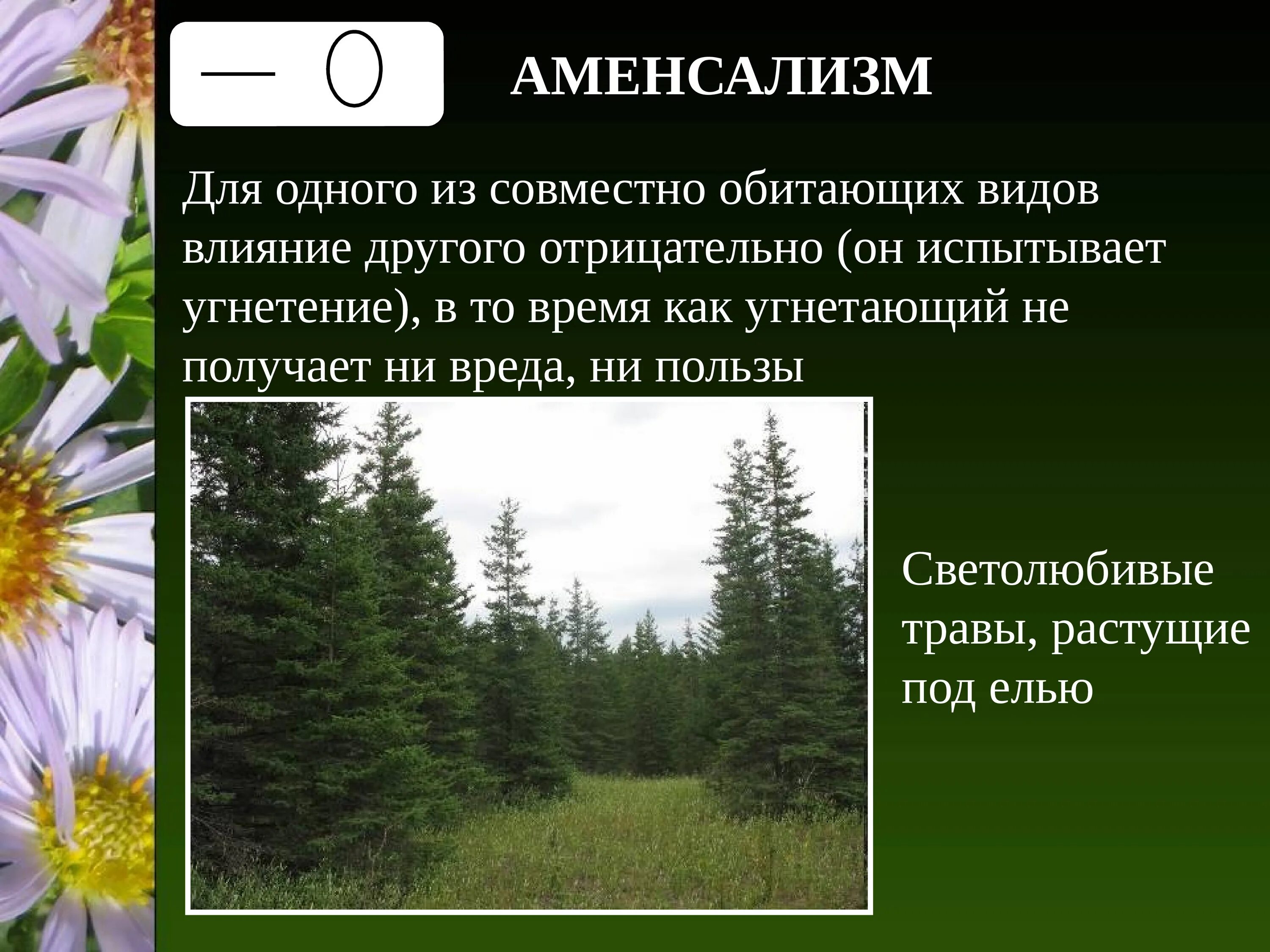 Сообщество обитающих совместно организмов разных видов вместе. Аменсализм. Аменсализм примеры. Аменсализм Тип взаимоотношений. Аменсализм это в биологии.