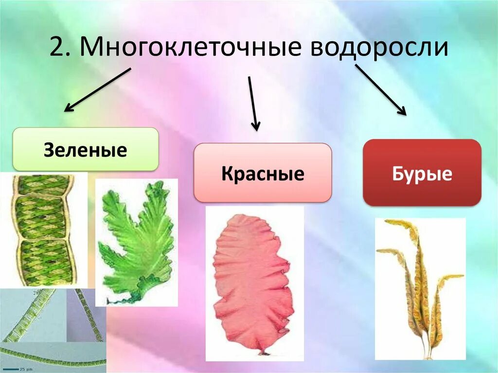 5 примеров водорослей. Зелёные многоклеточные водоросли представители. Многоклеточные слоевищные водоросли. Многоклеточные зеленые водоросли 5 класс. Многоклеточные водоросли 5 класс биология.