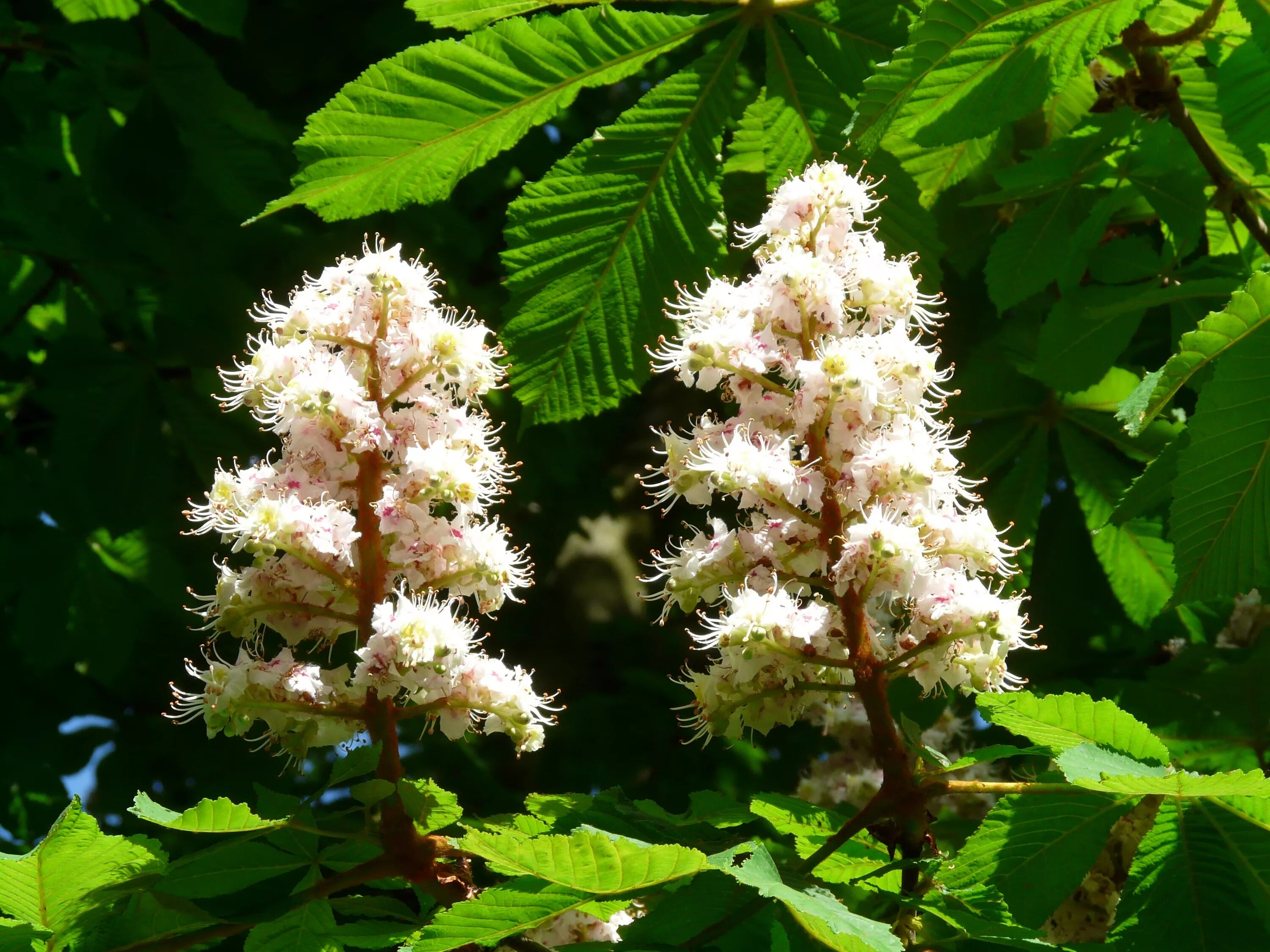 Каштан (Aesculus hippocastanum). Конский каштан обыкновенный. Конский каштан соцветие. Конский каштан мелкоцветковый. Каштановые цветы