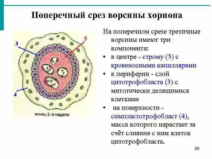 Гидропическая дистрофия ворсин хориона препарат патанатомия. Образование ворсин хориона гистология. Ворсинки хориона гистология. Ворсины хориона функции. Гидропическая дистрофия ворсин хориона препарат.