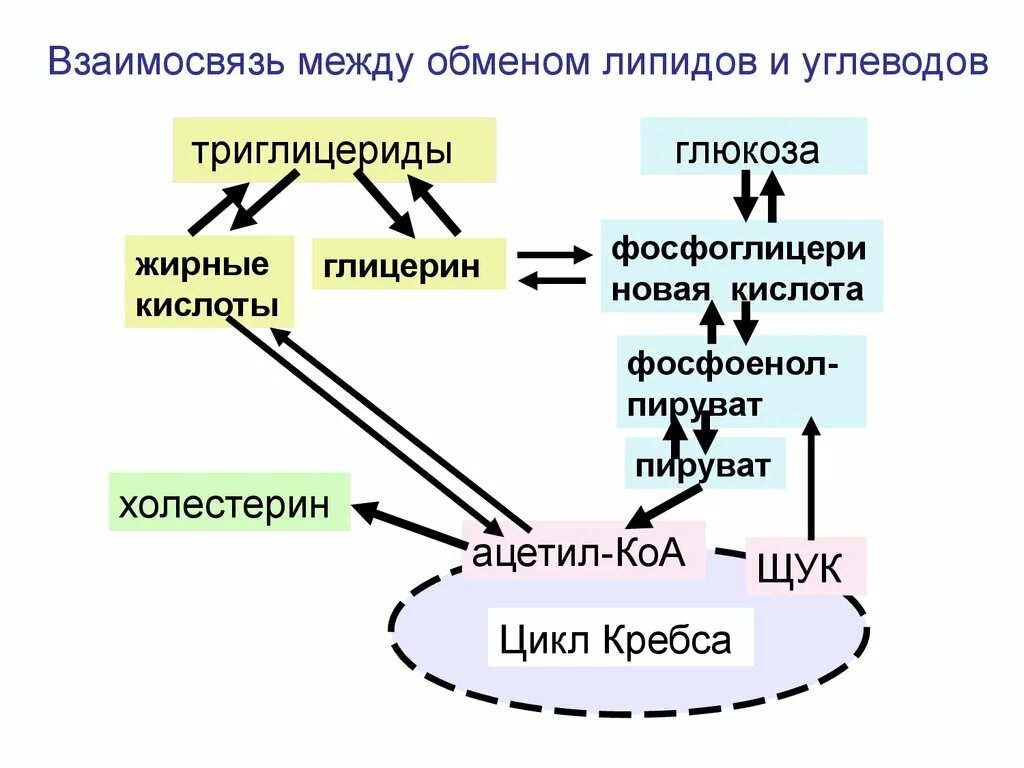 Как объяснить отношение между. Связь обмена углеводов и липидов. Общая схема взаимосвязи обмена углеводов, белков, липидов. Схема метаболизма углеводов биохимия. Взаимосвязь обмена углеводов и липидов.