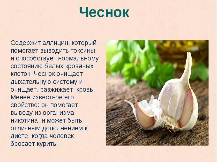 Чеснок воскресенский анапа. Кафе чеснок анапа. Столовая шпинат анапа. Ресторан чеснок фото. Чеснок воскресенский анапа.