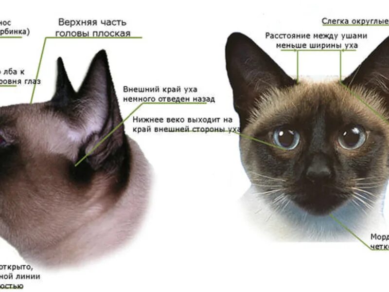 Отличие кошек. Тайская и Сиамская кошка отличия. Тайская кошка и Сиамская кошка отличия. Отличие сиамской породы от тайской. Сиамский кот стандар породы.