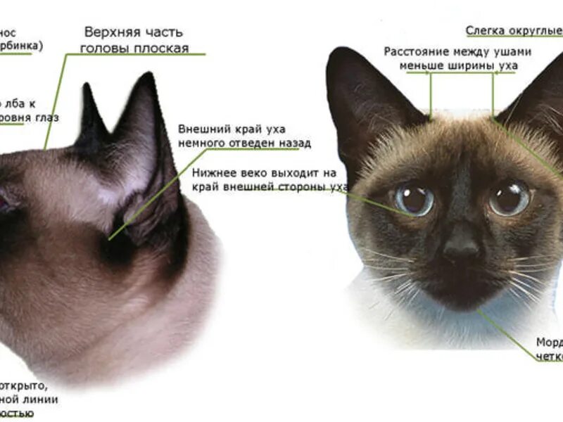 Можно ли по повадкам найти свое