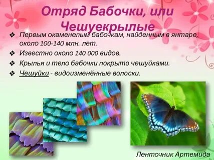Мир бабочек презентации