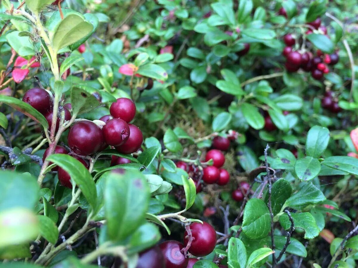 Клюква полукустарник. Клюква крупноплодная хаус. Клюква неспелая. Моченая брусника. Клюква дома.