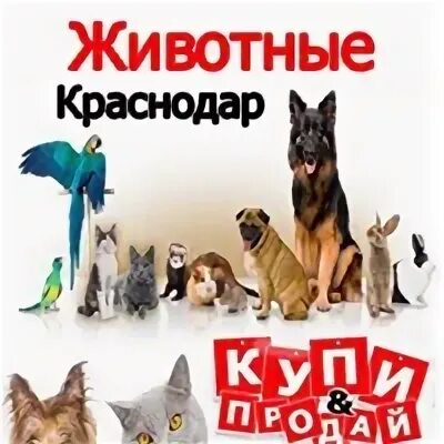 Звери краснодар купить. Питомец Краснодар.