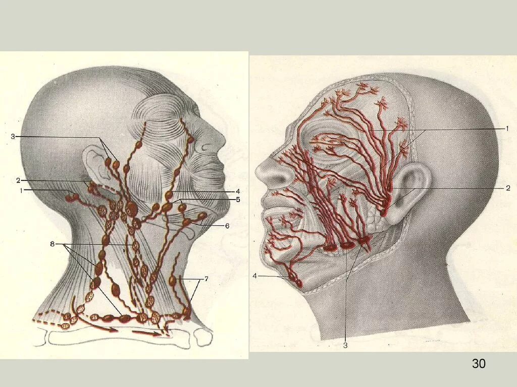Лимфатические сосуды шеи анатомия. Лимфатическая система шеи топографическая анатомия. Лимфоузлы головы и шеи анатомия. Лимфатические узлы лица анатомия.