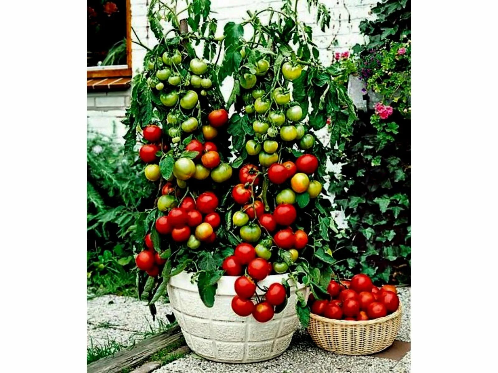 Семена томатов для балкона. Томат Маскотка. Томаты Balkonzauber. Maskotka томат сорт. Томат балкон Стар.