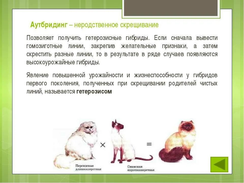 Близкородственное скрещивание получение чистых линий скрещивание. Аутбридинг и инбридинг у животных. Инбридинг и аутбридинг в селекции. Неродственное скрещивание (аутбридинг) растений. Близкородственное скрещивание животных.