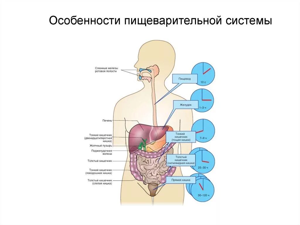 Строение органов пищеварительной системы. Строение функции и возрастные особенности пищеварительной системы. Возрастные особенности строения органов пищеварения. Строение, функции и возрастные особенности органов пищеварения.. Пищеварительная система характеристика кратко