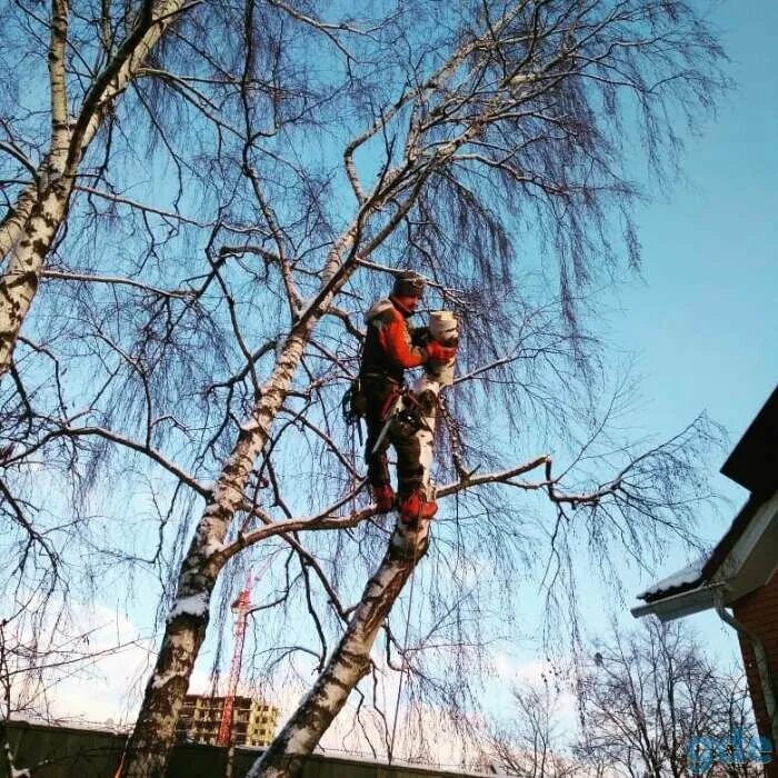 Спилить удалить дерево