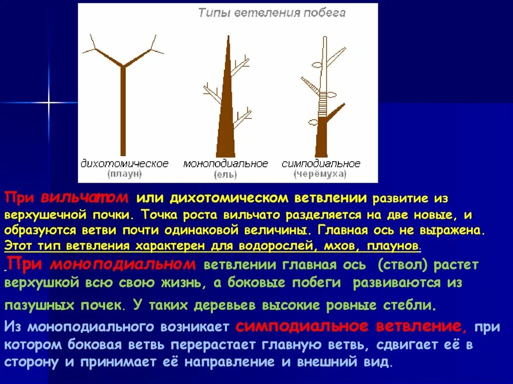 Типы ветвления. Типы ветвления побегов. Типы нарастания побегов. Симподиальное ветвление.