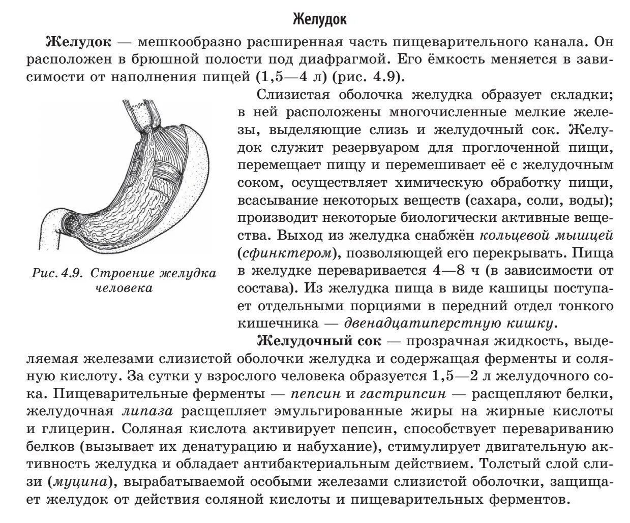 Желудок анатомия человека. Строение желудка ЕГЭ биология. Строение желудка биология