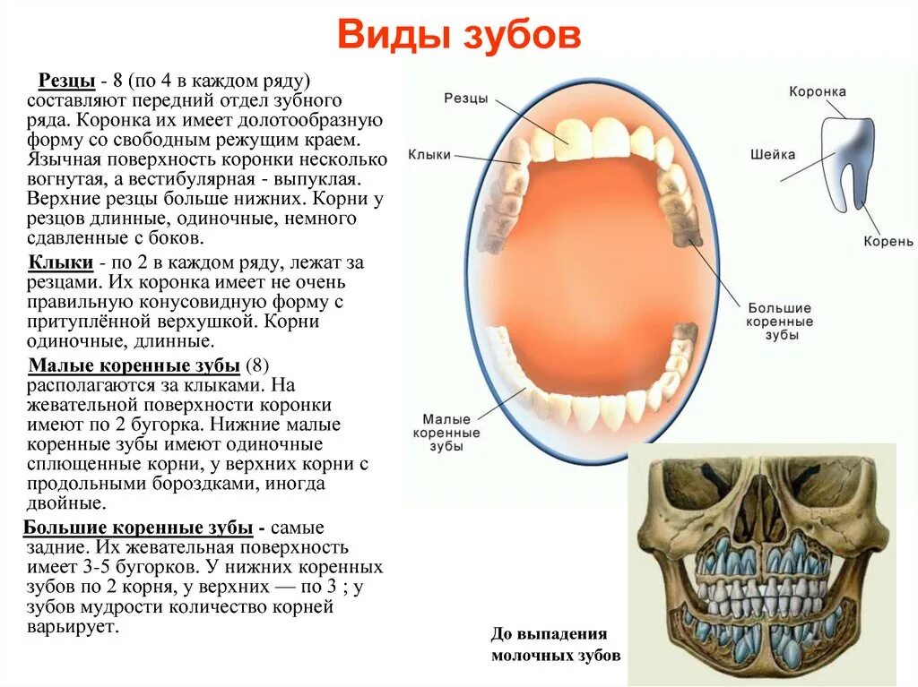 Малые коренные зубы функции. Зубы резцы клыки коренные функции. Внешнее строение коренных зубов. Резцы строение и функции. Какую функцию выполняет зуб человека