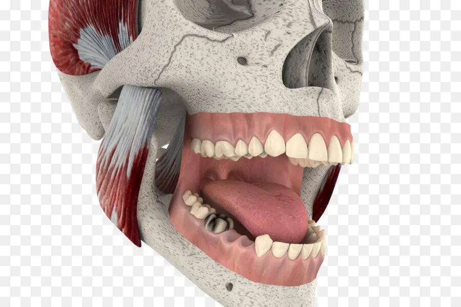 Jaw me