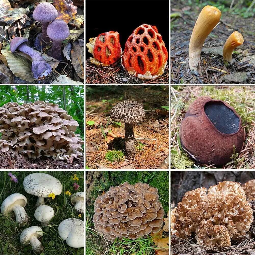 Какие грибы в начале. Съедобные и несъедобные грибы Вологодской области. Съедобные грибы Калининградской области. Съедобные грибы Подмосковья. Несъедобные грибы.