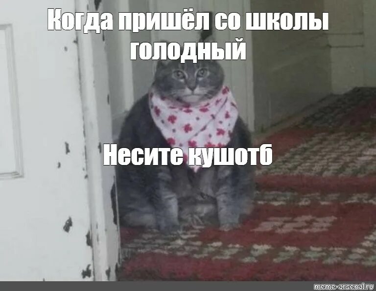 Школа голодным. Жирный голодный кот Мем. Неси кушоц кот. Мемы с котиками кушоц. Неси черешню кот Мем.