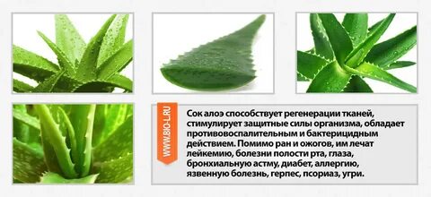 Алое раны