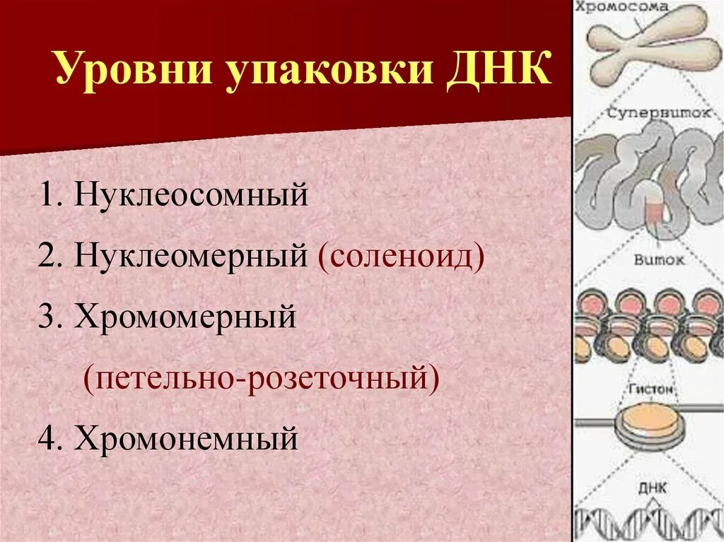 Стадии спирализации хромосом. Уровни упаковки ДНК. Нуклеосомный уровень упаковки ДНК. Уровни упаковки генетического. Уровни упаковки генетического материала.