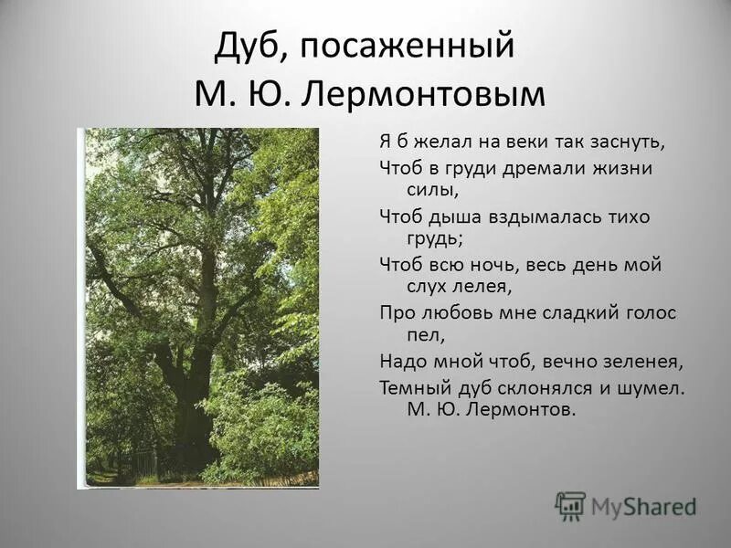 Коренастый дуб раскинул большим. Тарханы дуб посаженный Лермонтовым. Стихотворение про дуб. Стихи про дуб русских поэтов. Стихотворение про дуб для детей.