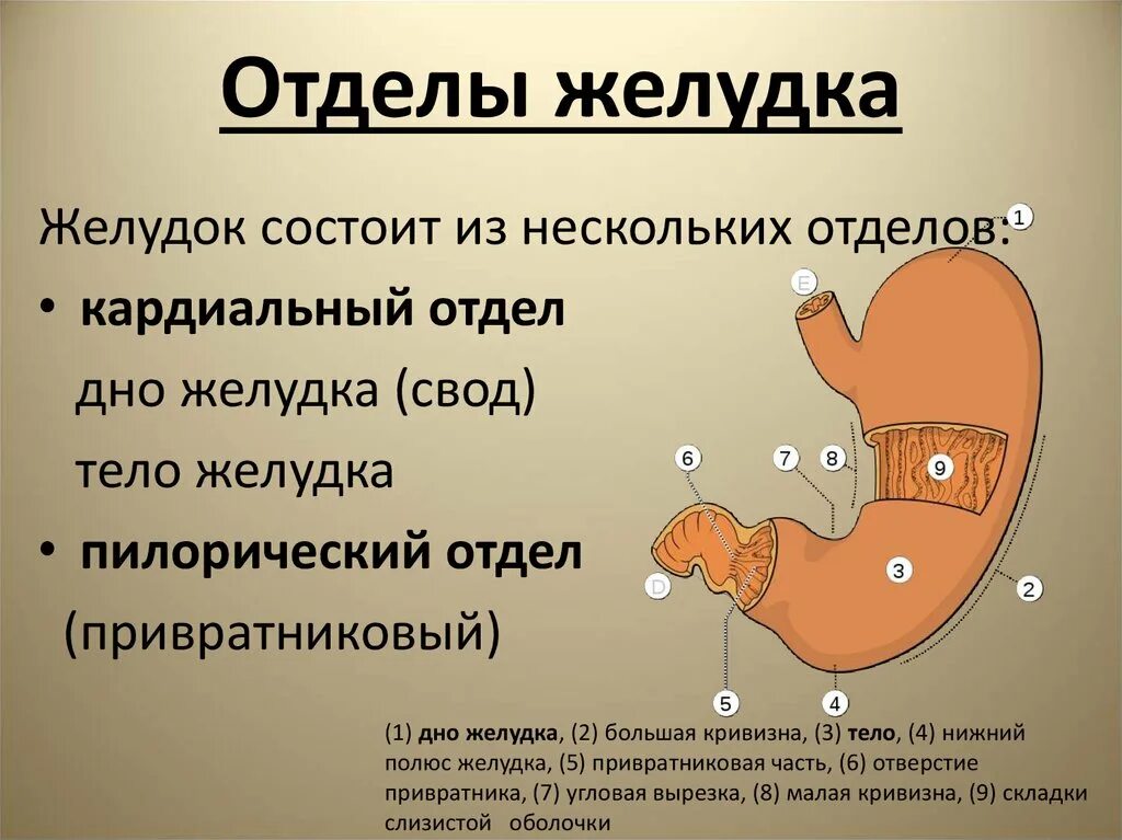 Какие отделы имеет желудок