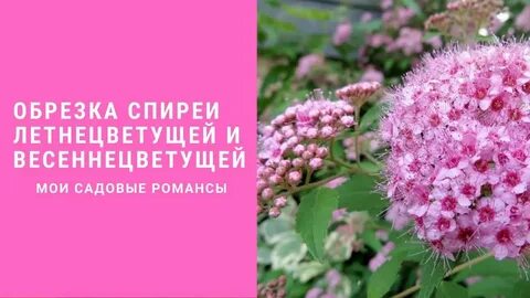 Когда обрезать спирею