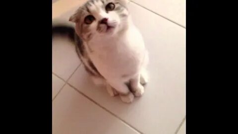Почему кошка просит еду
