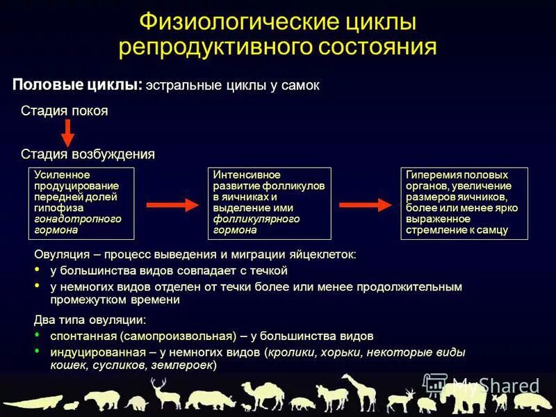 Этапы полового цикла. Репродуктивный цикл. Эстральный цикл. Репродуктивные фазы. Стадии эстрального цикла.