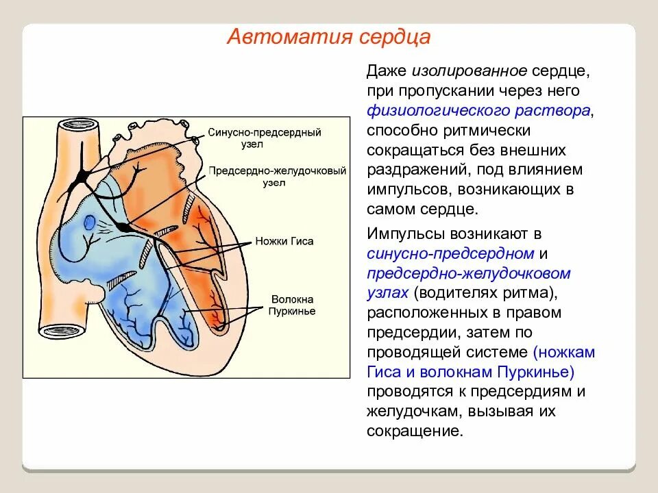 Проводящая система сердца. Автоматия сердца.. Узлы автоматии и Проводящая система сердца.. Автоматия Проводящая система сердца физиология. Функции проводящей системы сердца. Автоматизм. Сердце образовано клетками