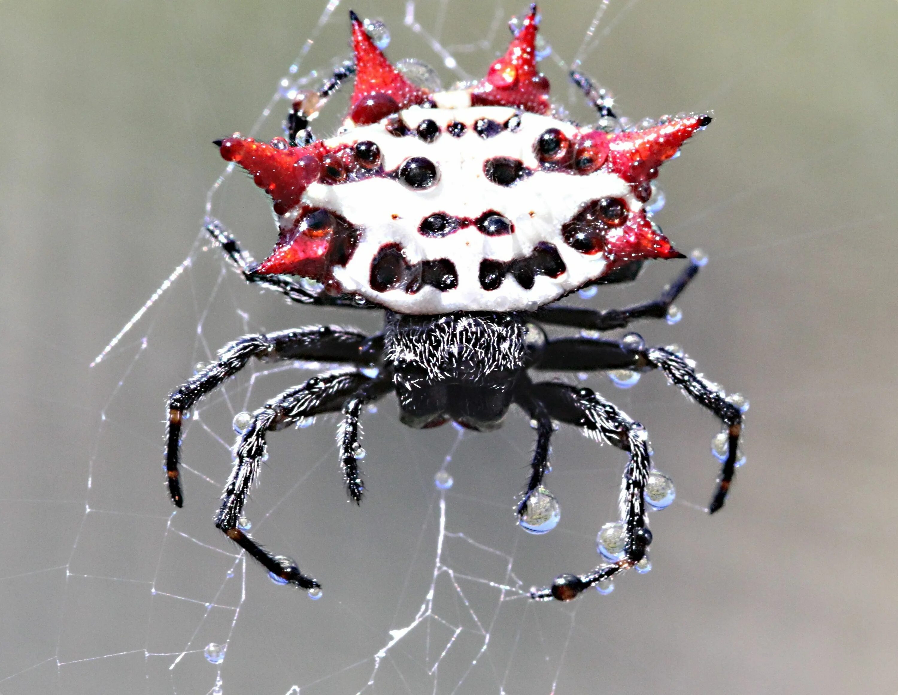 Рогатый паук кругопряд. Паук мраморный кругопряд. Gasteracantha cancriformis (ШИПАСТЫЙ паук-кругопряд). Паук крестовик Каракурт белый.