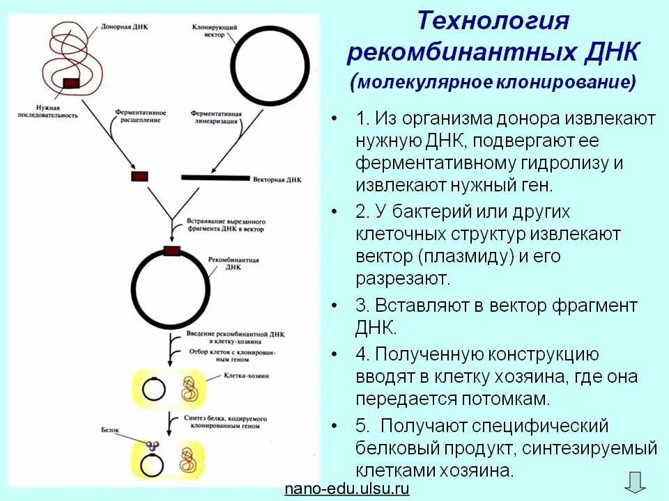 Экспериментатор используя методы генной. Схема синтеза рекомбинантных белков. основные принципы технологии рекомбинантной днк. метод рекомбинантных днк схема. методы получения рекомбинантных днк.