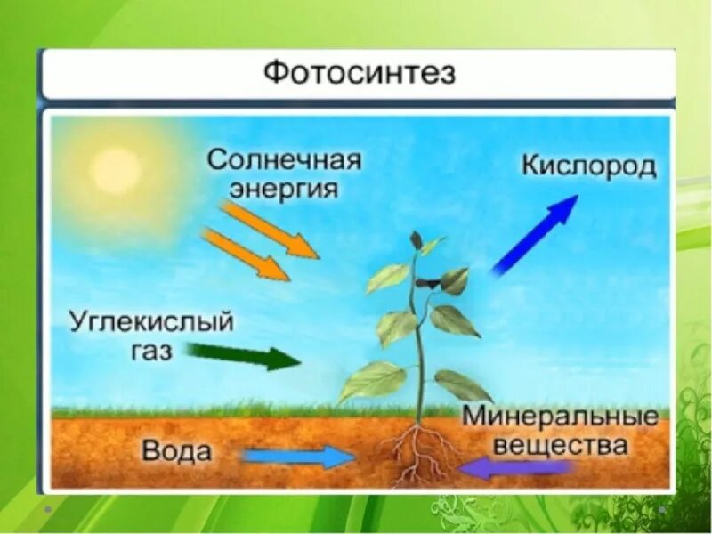 Рисунок фотосинтеза. Фотосинтез питание биология 6 класс. Фотосинтез растений схема 6 класс. Фотосинтез растений 6 класс биология. Фотосинтез биология 6 класс биология.