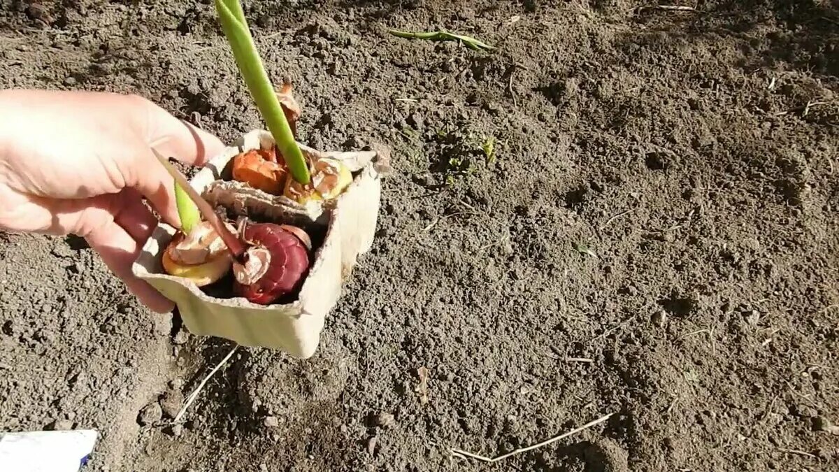 Когда доставать гладиолусы на проращивание в сибири. Гладиолусы букетная посадка. пророщенные гладиолусы. гладиолусы посадка в открытый грунт весной. высадка гладиолусов в открытый.