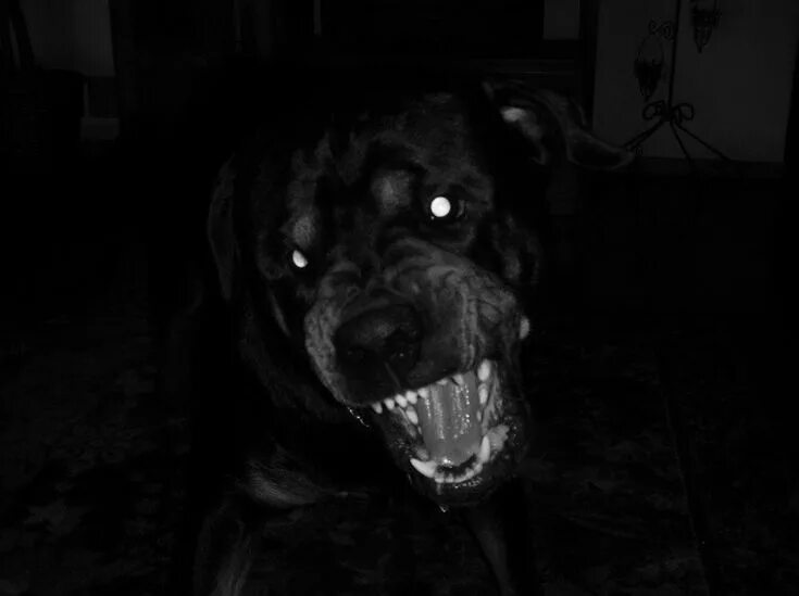 Мрачные породы собак. Щенок мрачный. Ротвейлер злой. Страшная собака фото красная. Scary dog