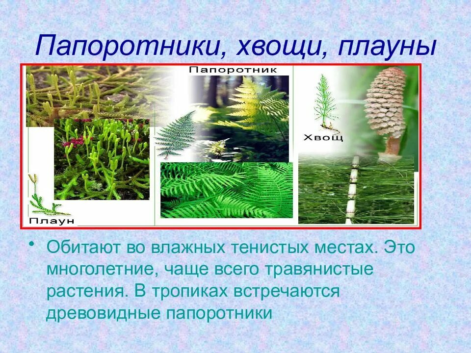 Признаки папоротников хвощей плаунов. Мхи папоротники хвощи плауны. Семенные папоротники плауны хвощи. Вайи папоротника. Плауны в тропиках.