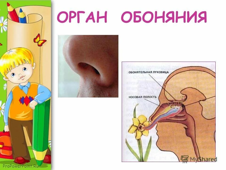 Обоняние информация