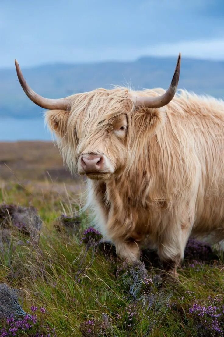 Scotland animal. Хайлендская корова Шотландия. Шотландский бык хайленд. Хайленд корова Шотландия. Хайленд (порода коров).