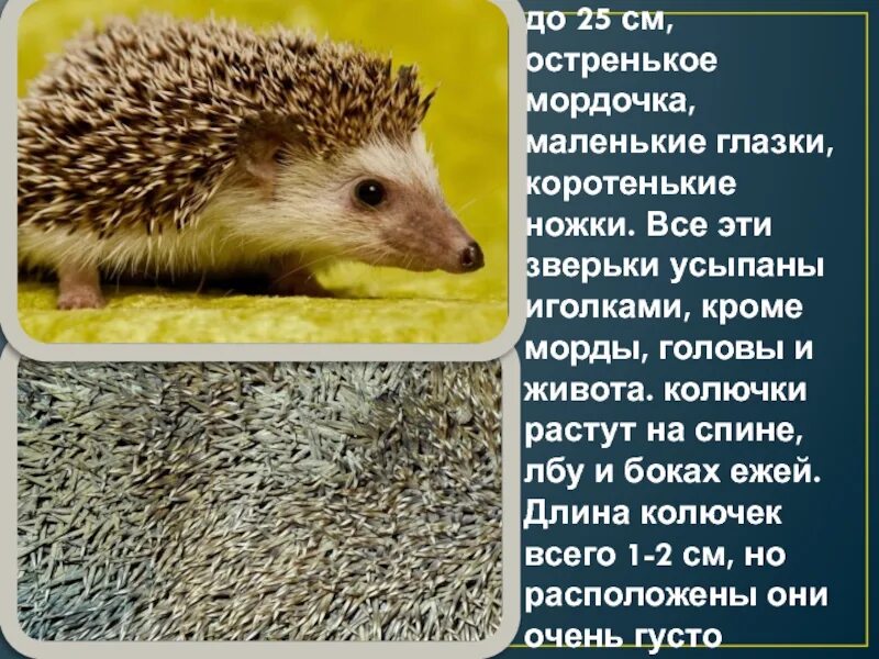Информация о ежах. Еж краткая информация. ежики кратко. сообщение о ежике. описание ежа.