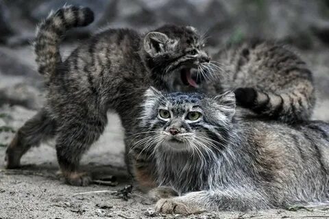 Сколько котенок манула
