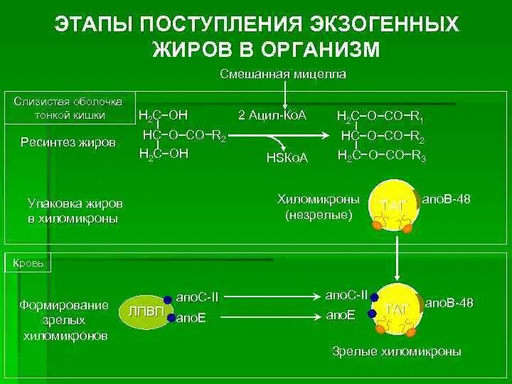 Этапы поступления экзогенных жиров в организме. Жиры источники поступления в организм. Схема поступления в организм экзогенных жиров. Этапы поступления питательных веществ в организм.