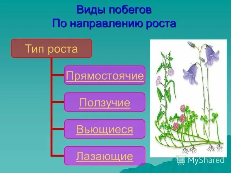 Побегом называют стебель расположенный на нем