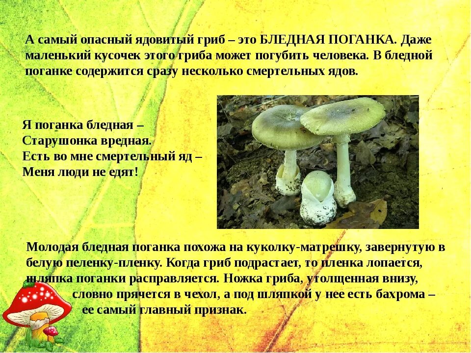 Поганка гриб можно есть. Опасный гриб бледная поганка. Бледная поганка шляпочный гриб. Самый ядовитый гриб бледная поганка. Бледная поганка зеленая.