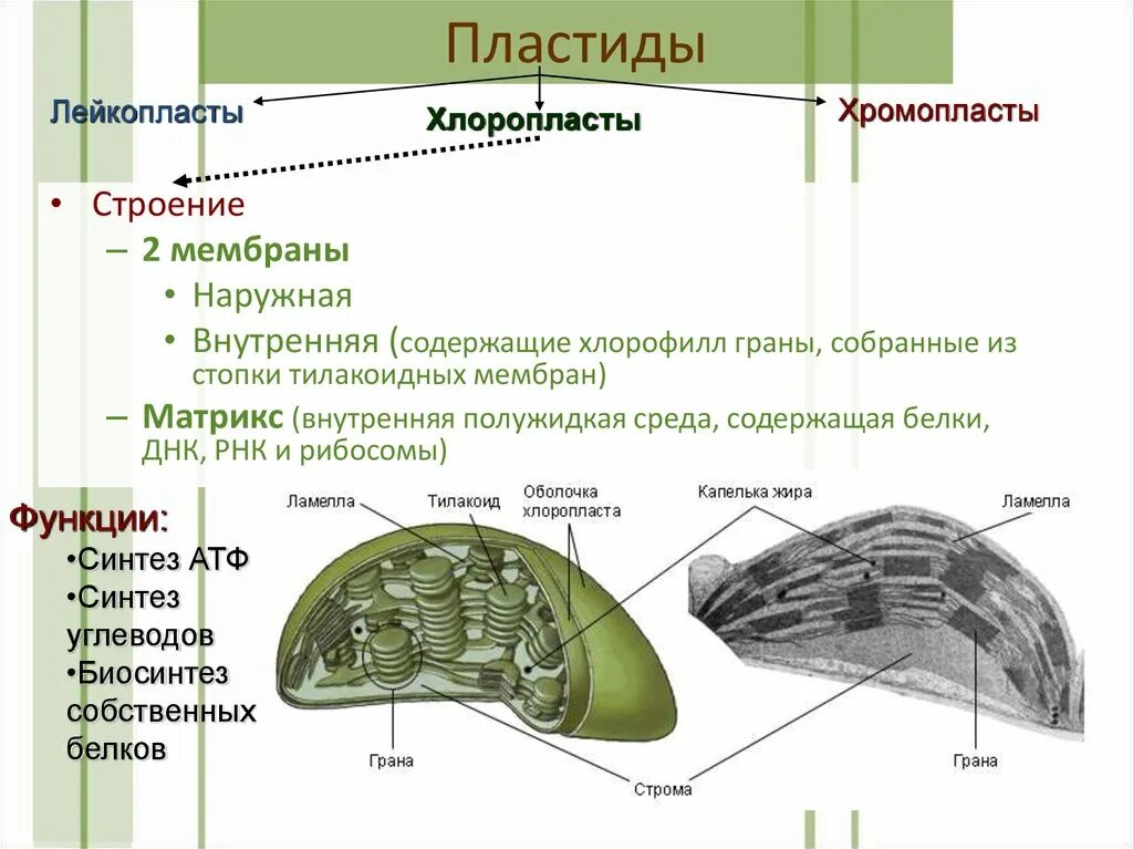 3 признака хлоропластов. Пластиды хлоропласты хромопласты лейкопласты функции. Пластиды хлоропласты хромопласты лейкопласты строение. Хлоропласты хромопласты лейкопласты таблица. Пластиды хромопласты строение и функции.