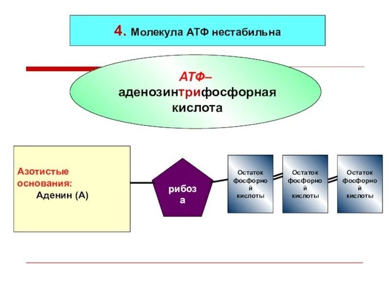 Атф состоит из остатков. АТФ аденозинтрифосфорная кислота. Азотистое основание АТФ. Модель АТФ. Функции АТФ биология.