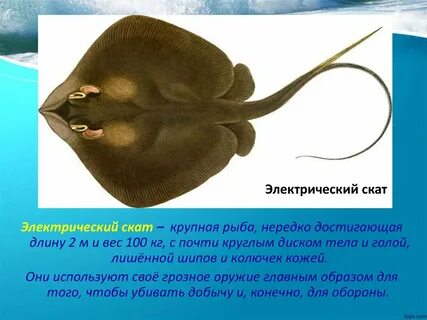 Скат сколько камер