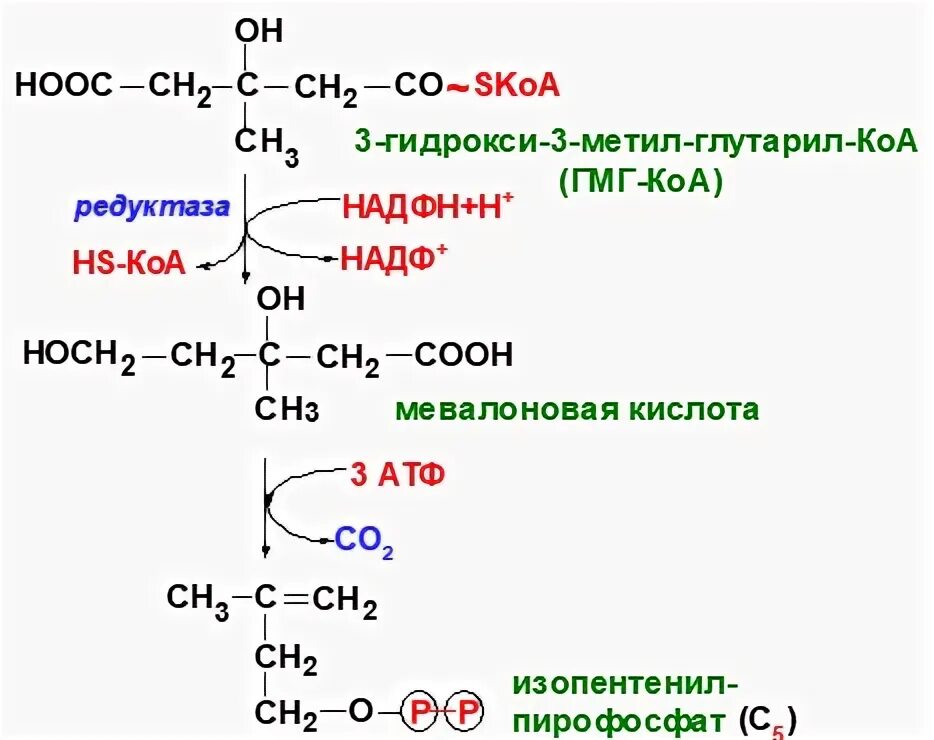 Заполните таблицу синтез атф. Заполните таблицу синтез атф