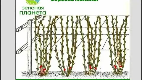 Можно ли весной обрезать малину верхушки