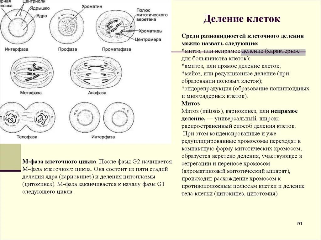 Фазы митоза таблица. Способы деления клетки амитоз митоз. Стадии мейоза гистология. Деление эукариотической клетки митоз. Нарушения деления клеток